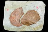 Two Fossil Leaves (Davidia, Zizyphoides) - Montana #105147-1